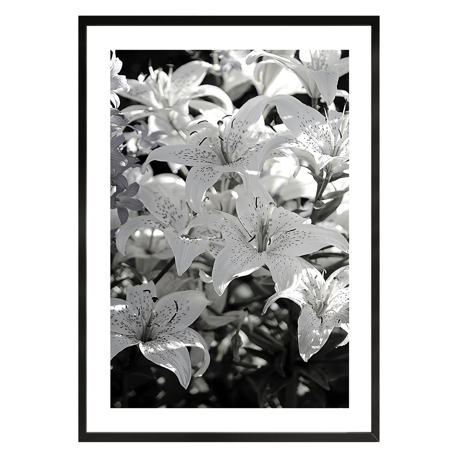 Schwarz-weißes Blumenposter