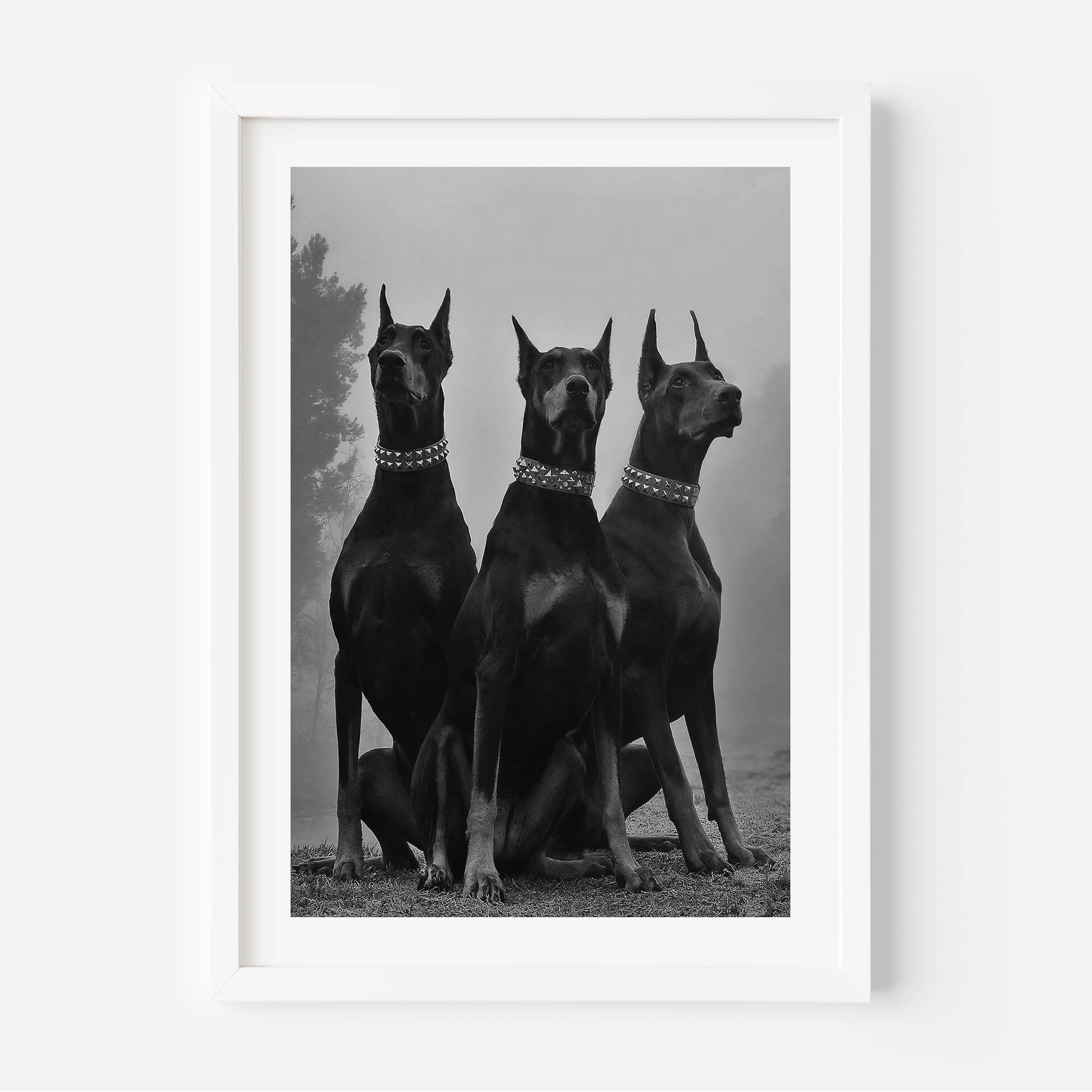 Dobermann Poster
