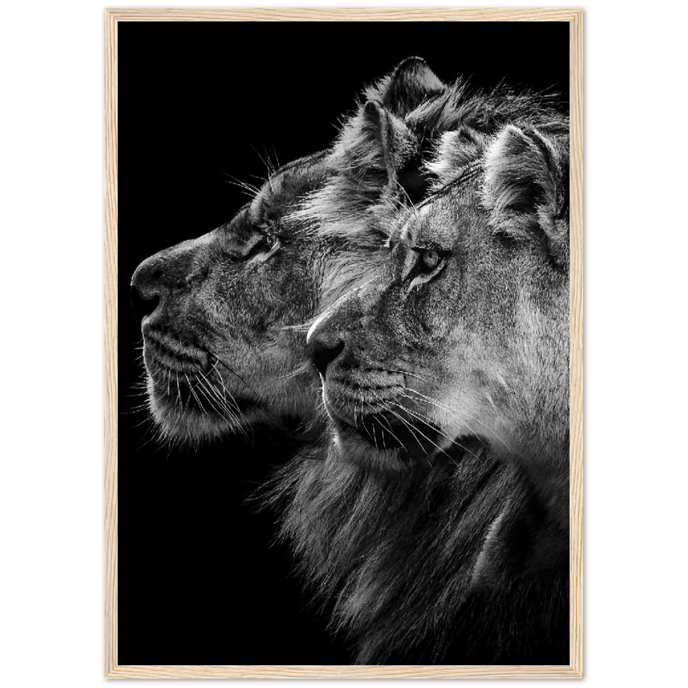 Löwe und Löwin Poster