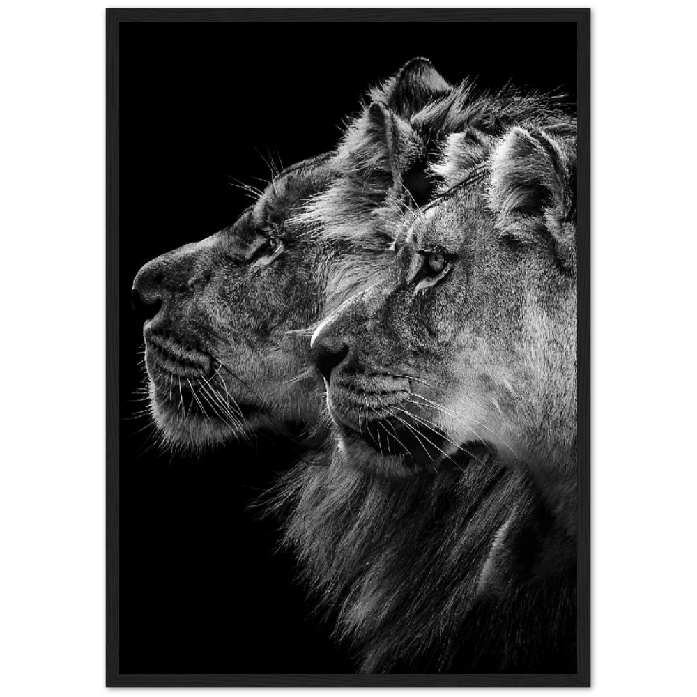 Löwe und Löwin Poster