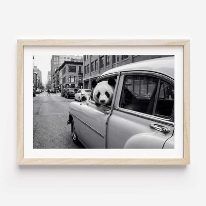Framed black and white art print of a giant panda leaning out of a vintage classic car window on a busy city street, with urban buildings in the background. White mat border in a black frame, printed on premium 230g matte paper.