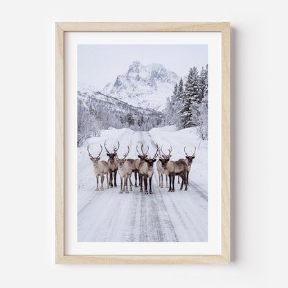 A framed art print featuring a group of reindeer standing on a snow-covered road with mountains and evergreen trees in the background, presented in a light natural wood frame with a white mat.