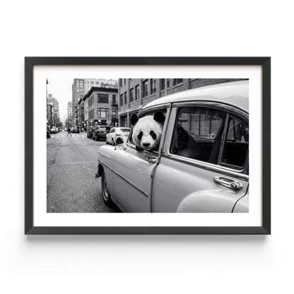 Framed black and white art print of a giant panda leaning out of a vintage classic car window on a busy city street, with urban buildings in the background. White mat border in a black frame, printed on premium 230g matte paper.