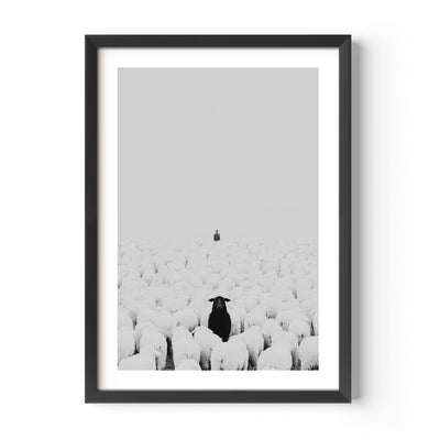 A motivational art print depicting a flock of sheep following a human, while one black sheep stands facing the opposite direction. Symbolizing individuality, courage, and breaking free from the crowd, this striking artwork serves as a reminder to think independently and stand out. Perfect for office or home décor.