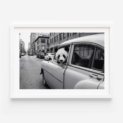 Framed black and white art print of a giant panda leaning out of a vintage classic car window on a busy city street, with urban buildings in the background. White mat border in a black frame, printed on premium 230g matte paper.