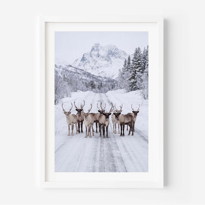 A framed art print depicting a group of reindeer standing on a snow-covered road with snowy mountains and pine trees in the background, presented in a white frame against a light wall.