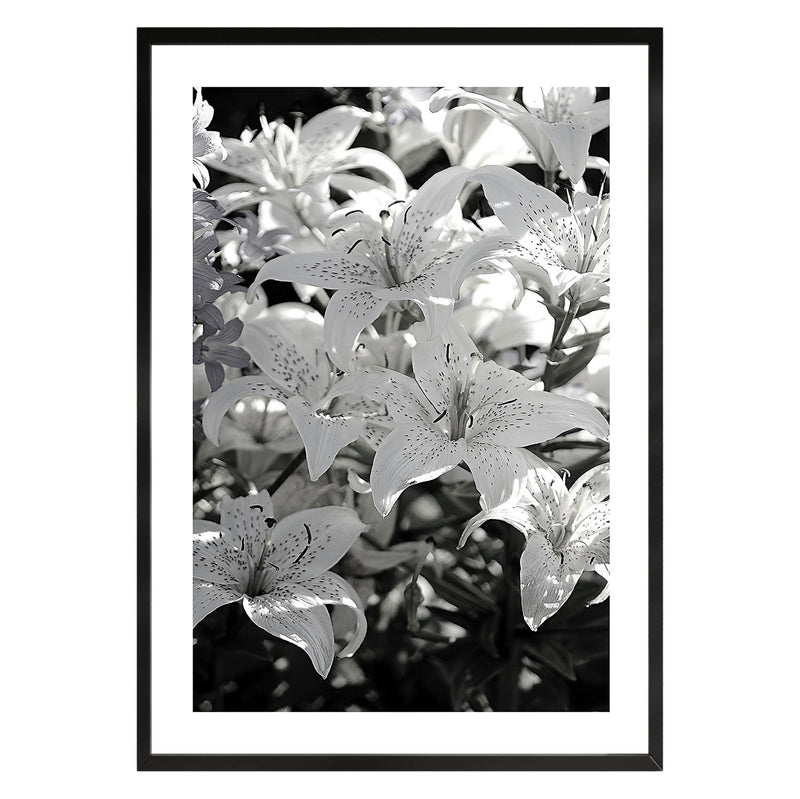 Fleur noire et blanche Poster 