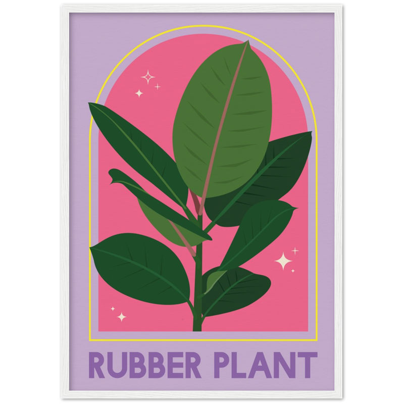 Ficus Rubber Plant Poster