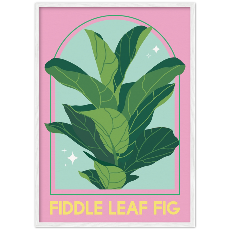 Fiddle leaf fig Poster