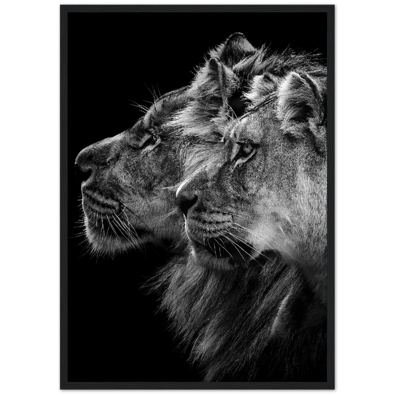 Lion et lionne Poster